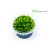 Rotala sp Nanjenshan in vitro