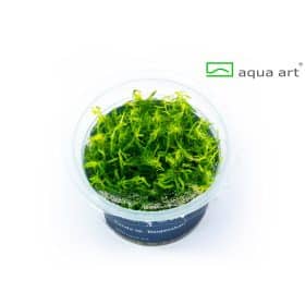 Rotala sp Nanjenshan in vitro