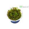 Rotala Yao Yai in vitro