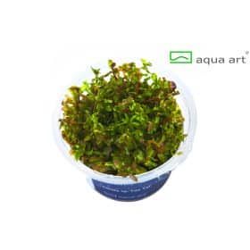 Rotala Yao Yai in vitro