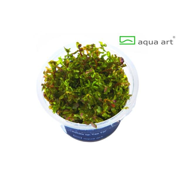 Rotala Yao Yai in vitro