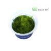 Bacopa myriophylloides in vitro