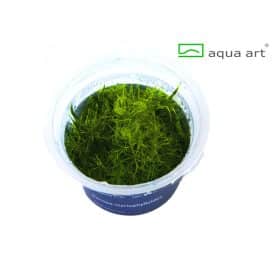 Bacopa myriophylloides in vitro