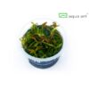 Limnophila Aromatica