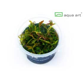 Limnophila Aromatica