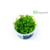 Lysimachia nummularia in vitro