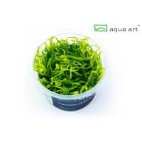 Pogostemon Yatabeanusin vitro