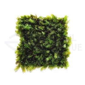Fissidens Nobilis sur tapis 7x7cm