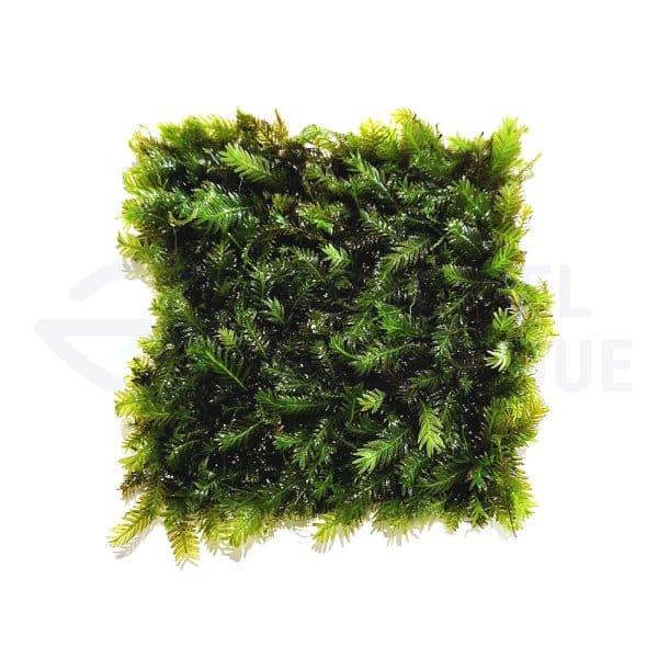 Fissidens Nobilis sur tapis 7x7cm