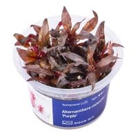 Alternanthera reineckii purple in vitro