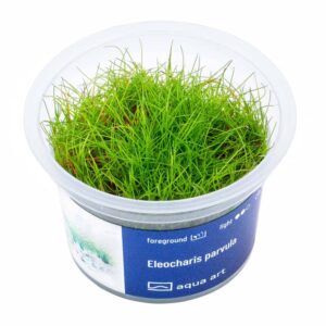 Eleocharis Parvula In vitro