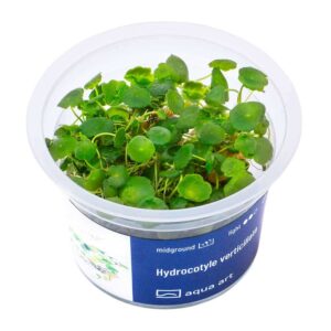 Hydrocotyle Verticillata in vitro