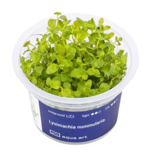Lysimachia nummularia in vitro