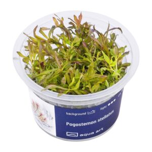 Pogostemon Stellatus in vitro