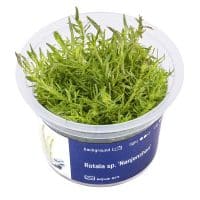 Rotala sp Nanjenshan in vitro