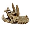 Crâne de Triceratops M - 15,7 x 12,8 x 11,5 cm