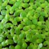 Lemna Minor - Lentille d'eau