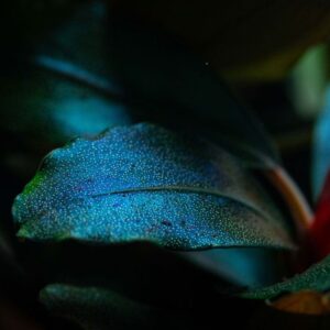 Bucephalandra sordidula Blue