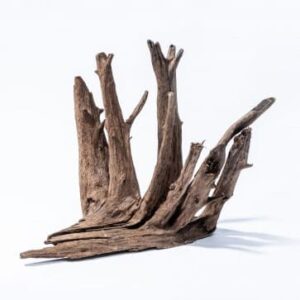 Racine-Corbo-Root-XS