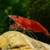 Neocaridina davidi Red Cherry