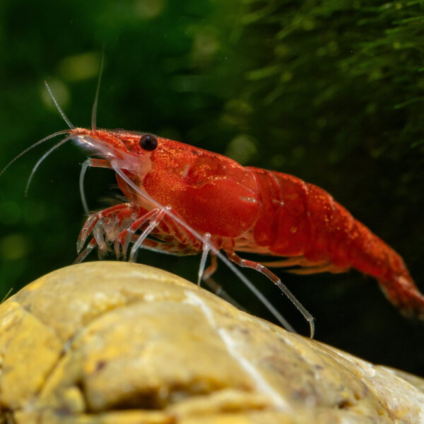 Neocaridina davidi Red Cherry