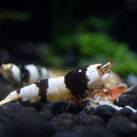 Caridina Black Crystal