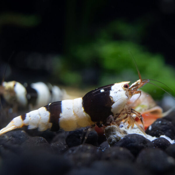 Caridina Black Crystal
