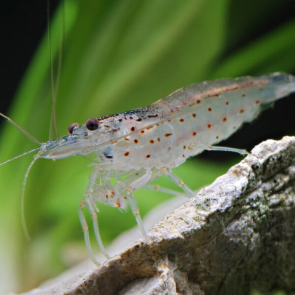 Caridina Japonica Amano