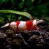 Caridina Red Crystal