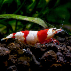 Caridina Red Crystal