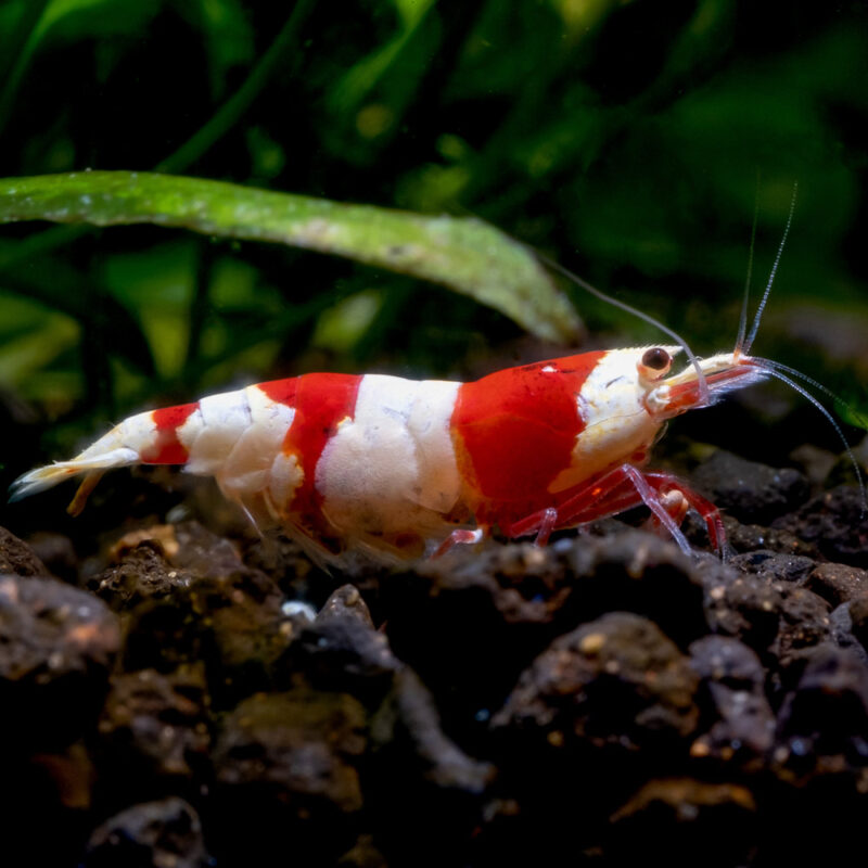 Caridina Red Crystal