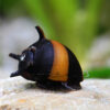 Clithon Diadema