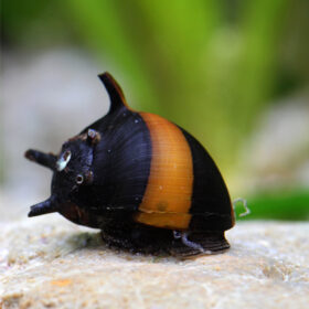 Clithon Diadema