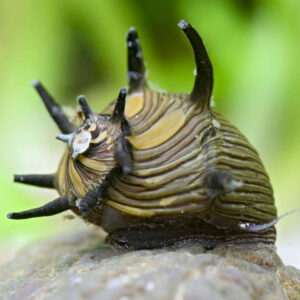 Clithon Sun Snail