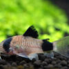Corydoras Panda