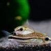 Corydoras Pygmaeus