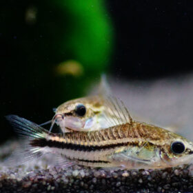 Corydoras Pygmaeus