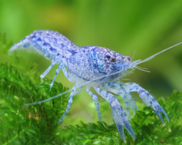 Écrevisse Cambarellus diminutus Bleue
