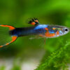Guppy Endler Black Flame