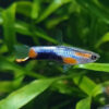 Guppy Endler Blue Star
