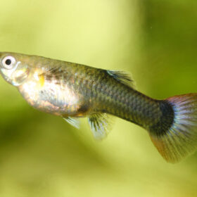 Guppy Endler Femelle Mix