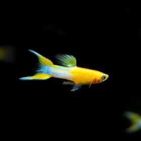 Guppy Endler Gloden Blue Japan