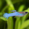 Guppy Endler Japan Blue