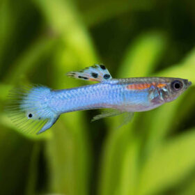 Guppy Endler Japan Blue
