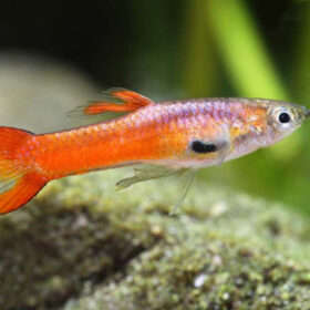 Guppy Endler Red Coral
