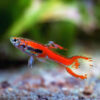 Guppy Endler Red Scarlet