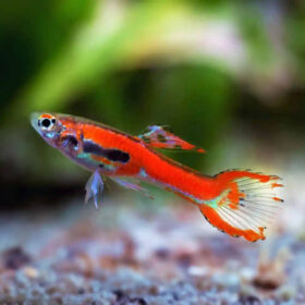 Guppy Endler Red Scarlet
