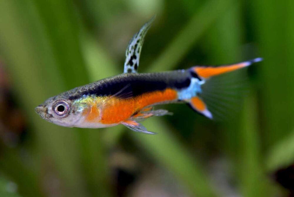 Guppy Endler Santa Maria