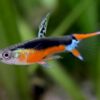 Guppy Endler Santa Maria
