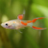Guppy Endler Vienna Blonde